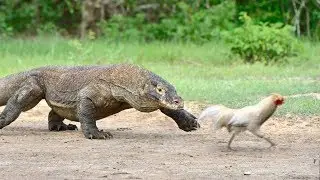 GIANT LIZARD Chases a Chicken, Eats It