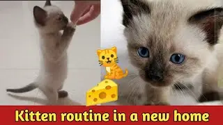 🐈 Routine of the pampered cat Bella after we brought her a gift for my little boy so cute 🐱❤