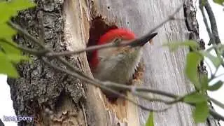 Red Birds Singing