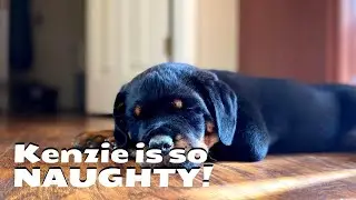 Why Is Kenzie Always So Naughty