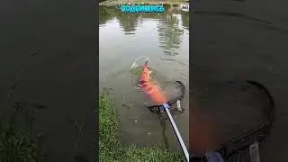 Рыбалка на Поплавок. Что это за рыба? Рыбак Подпишется!😍