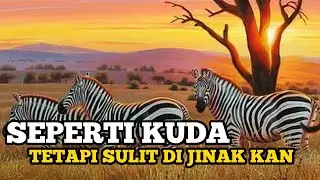ZEBRA / Cerita Singkat Kehidupan Zebra Yang Jarang Di Ketahui #tangankita