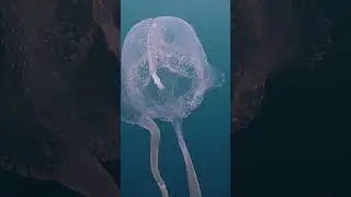 #shorts #underwater #boxjellyfish