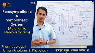 Autonomic Nervous System | Parasympathetic and Sympathetic Nervous System Anatomy and Physiology