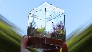 i made TINY Ant Farms