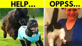 Funny Pictures of Animals having worse day than you.