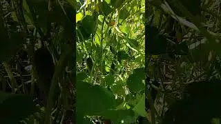 Огурцы Пасалимо радуют урожаем!