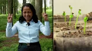 Le poivre sauvage de Madagascar
