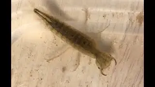 Water Tiger (Predatory Diving Beetle Larvae)