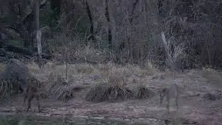 Encontro de veados