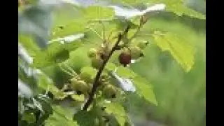 Презентация1