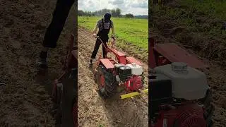 Мотоблок МТЗ копает картошку.