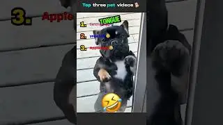Best Three pet videos 🦴