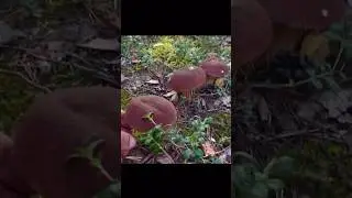 Эти МОНСТРЫ на КАЖДОМ САНТИМЕТРЕ! Куда НИ ГЛЯНЬ - ВЕЗДЕ ОНИ! Сказочная Карелия