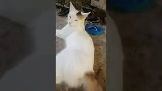 Big Cat Amazing 😲😳😱