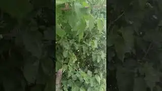 Корейский сад. Двор