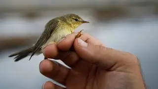 Zogjtë shtegtojnë nga Kriporja e Ulqinit të ushqyer dhe me unazë në këmbë