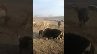 эти милые и забавные домашние животные попробуйте не улыбаться смотря на этих милых домашних коровок