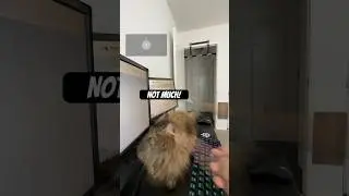 How Much Fur Can I Gather In 30 Seconds From A Siberian Cat During Shedding Season?