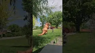 dinosaur trex