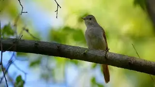 Usignolo (Nightingale)  -  Yanni  &  Lauren Jelencovich