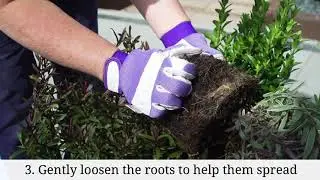 How to plant an outdoor container