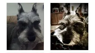 Miniature schnauzer - Howling