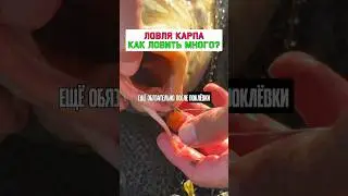 Как ловить карпа? #карпфишинг