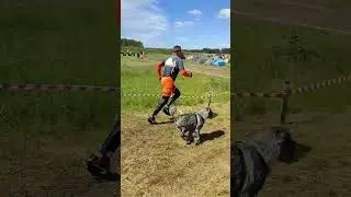 Собачий кросс 2023 г. #schnauzer #миттельшнауцер #среднийшнауцер #Nikkolo