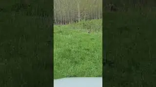 Детеныши кабана в Баянаульском нацпарке