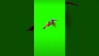 Birds green screen 