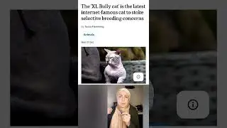 xl bully cats 😮😲