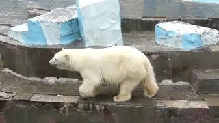 Медвежонок Белка кричит, требуя молочка, но Герда нашла другое решение.