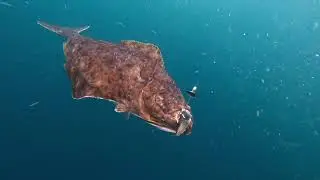 Autumn Halibutfishing - Trailer