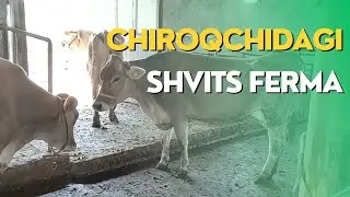 Chiroqchidagi SHVITS sigirlar!