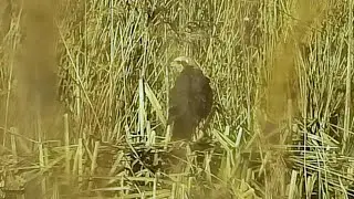 Male and female/immature Marsh Harrier at Willington Wetlands, 20/01/2023