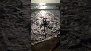 She SCORPIONS 🦂trying to body surf 🌊 #scorpion #bodysurfing #shorts #subscribe