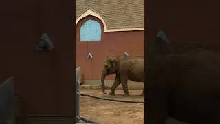 ♥️🐘🐘🐘♥️ Красота