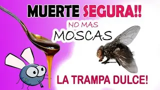 How to get rid of flies in the house! The best trick!!