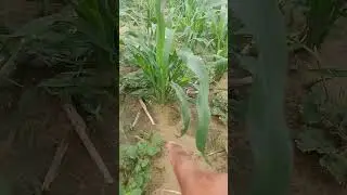 बाजरा का बेहतर जर्मिनेशन कैसे करें