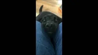 #tiktok #shorts #animals #dogs