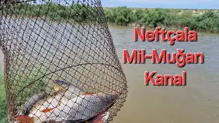 Рыбалка в конце июня. Карп, карась, вобла
