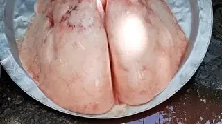 Куй упкасини пишириш O‘pka kuyish Бараньи лёгкие