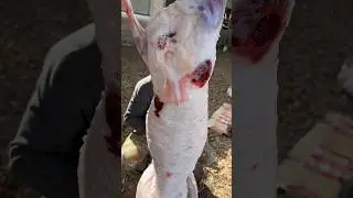 Охота на волка, жирные волки. 