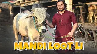 Finally Cow Mandi 2023 pohanch gae 🐄 heavy bulls agae mandi ma😳