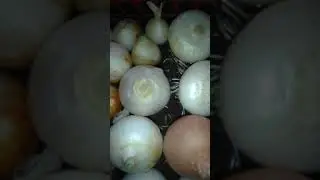 Биогумус Янгибозор