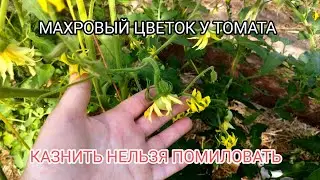 МАХРОВЫЙ ЦВЕТОК У ТОМАТА.ОБРЫВАТЬ ИЛИ НЕТ???
