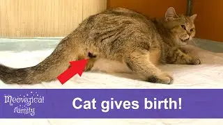 Cat gives birth on a live stream 🐱😍😮