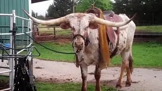 Training Texas Longhorn Riding Steer RHR Hombre