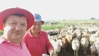 КАЗАХСКИЙ АУЛ. НАСТОЯЩИЙ КУЫРДАК НА ЗЕМЛЕ. У ЖЕГЖАТА В ГОСТЯХ. СТРИЖКА БАРАН. КАК ЖИВУТ ЛЮДИ